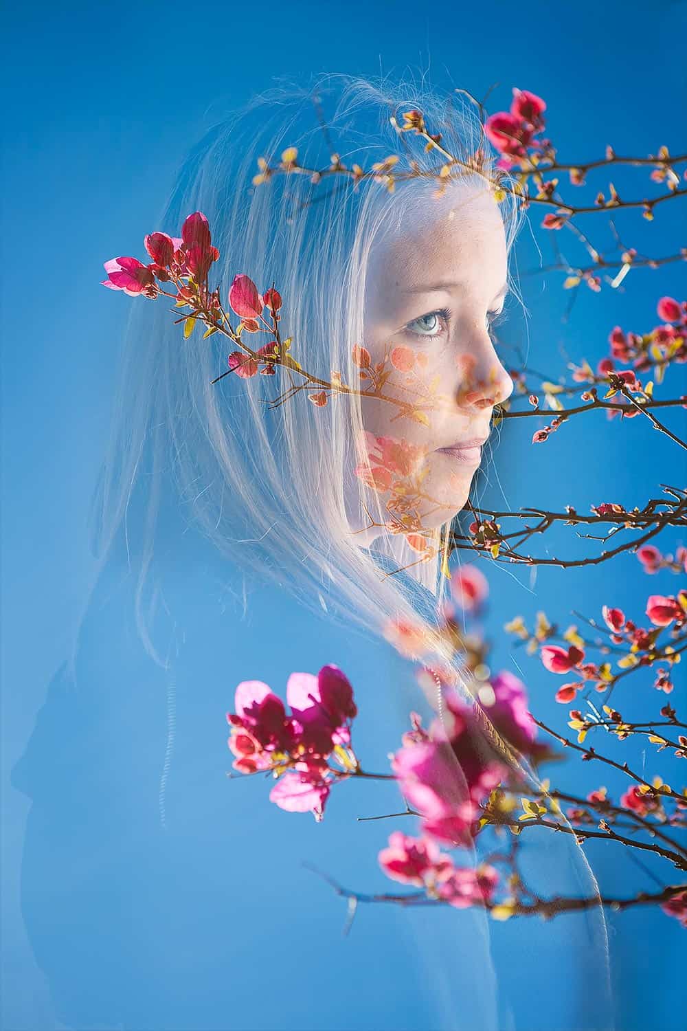 Maddie & the Bougainvillea Maddie & the Bougainvillea